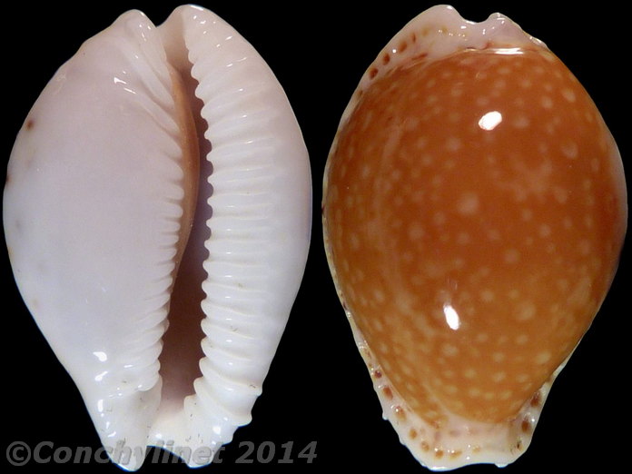 Cypraea cernica