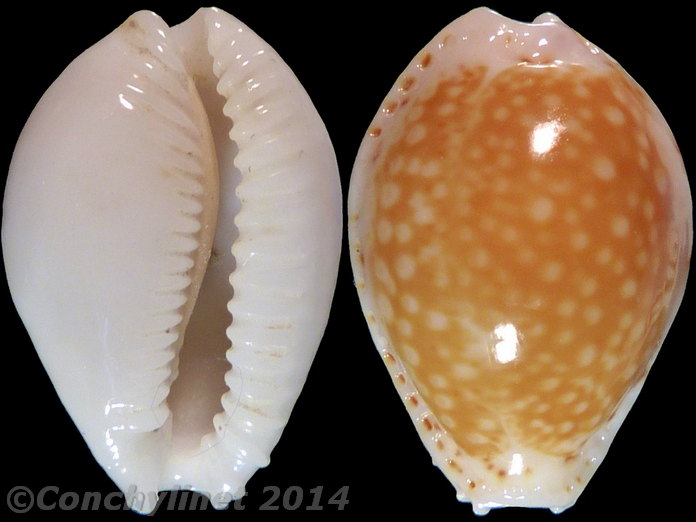 Cypraea cernica