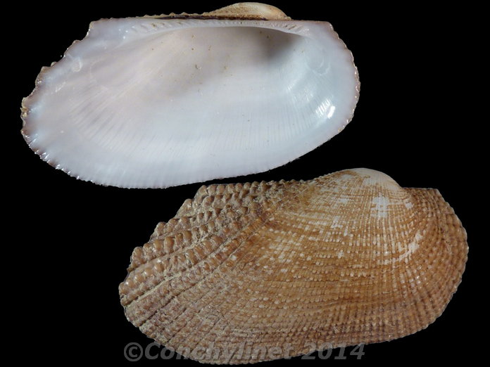 Barbatia cometa