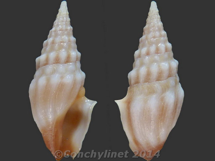 Clavus polygonalis