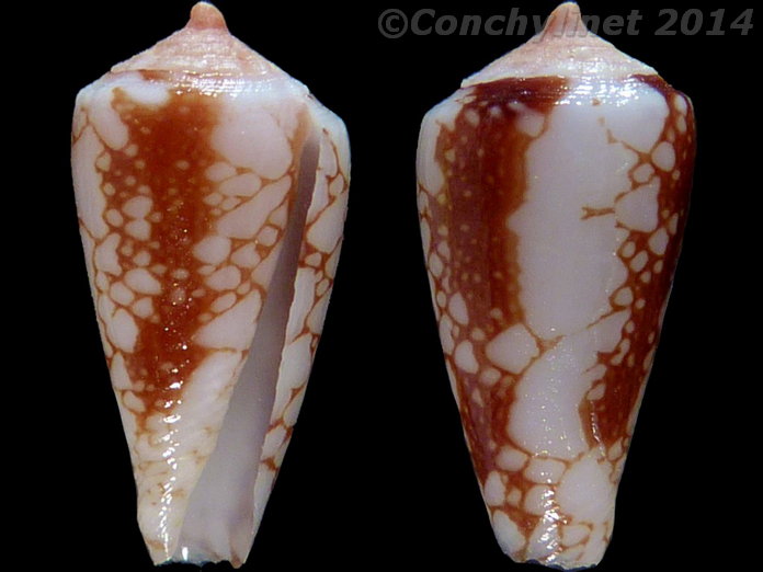 Conus pennaceus