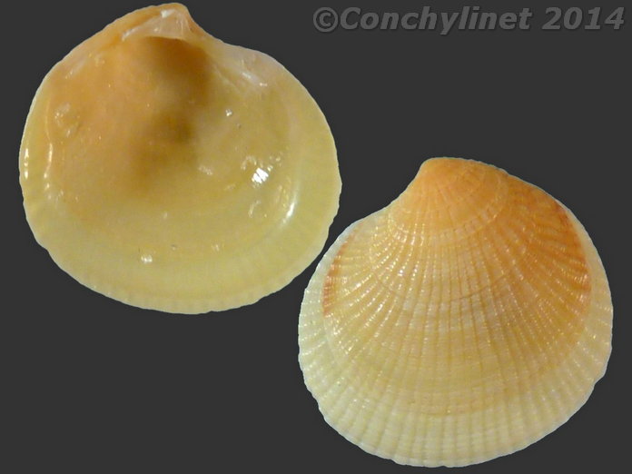 Codakia minuata