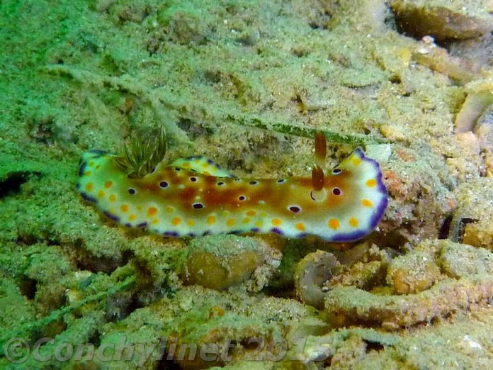 Chromodoris tennentana