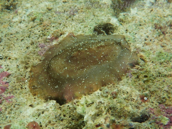 Scutus unguis