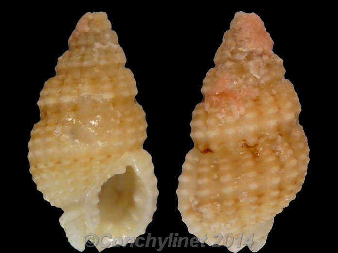 Nassarius erythraeus