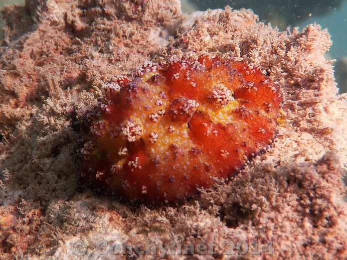 Phyllidiopsis cardinalis