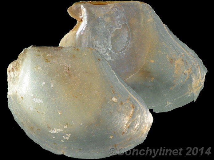 Electroma spadicea