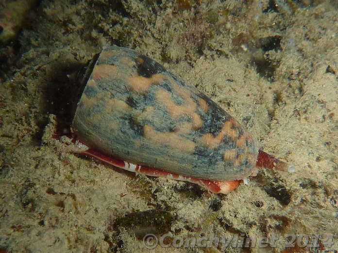 Conus striatus