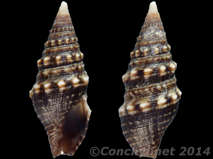 Clavus zebra