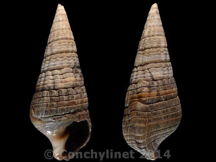 Terebralia palustris