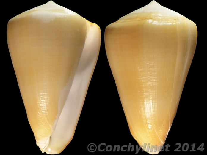 Conus quercinus