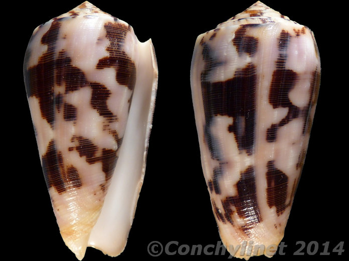 Conus striatus