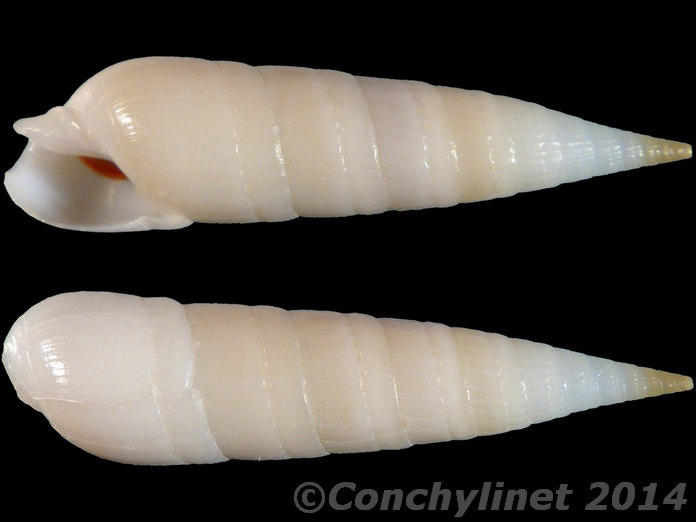 Myurella eburnea