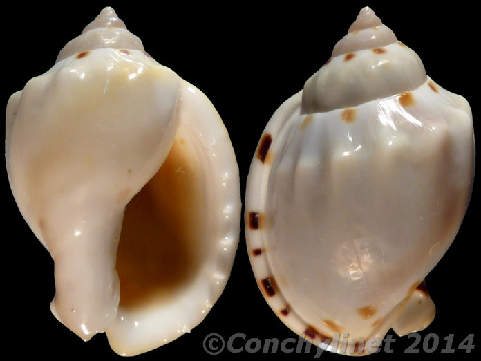Casmaria ponderosa