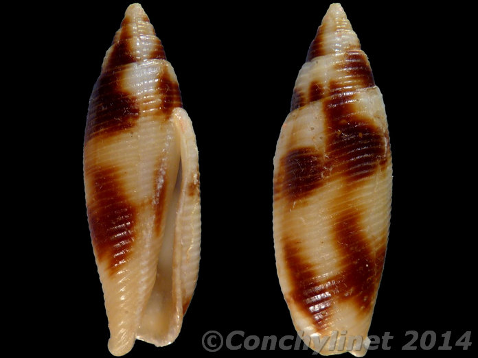 Nebularia edentula