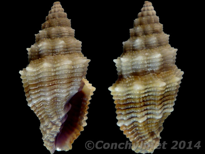 Vexillum roseum