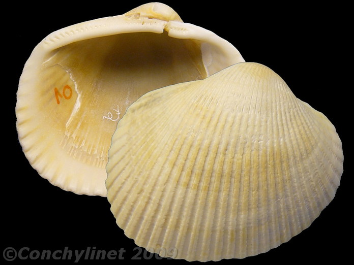 Anadara ovalis