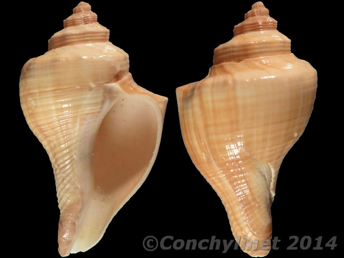 Pugilina wardiana