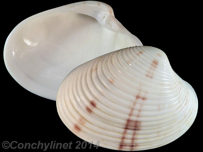 Callista erycinella