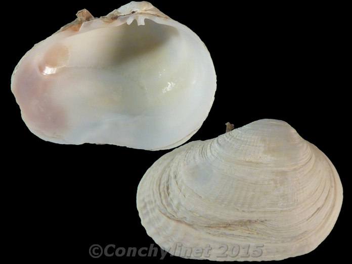 Petricola lithophaga
