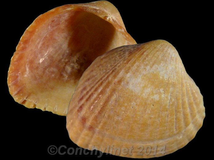 Parvicardium exiguum