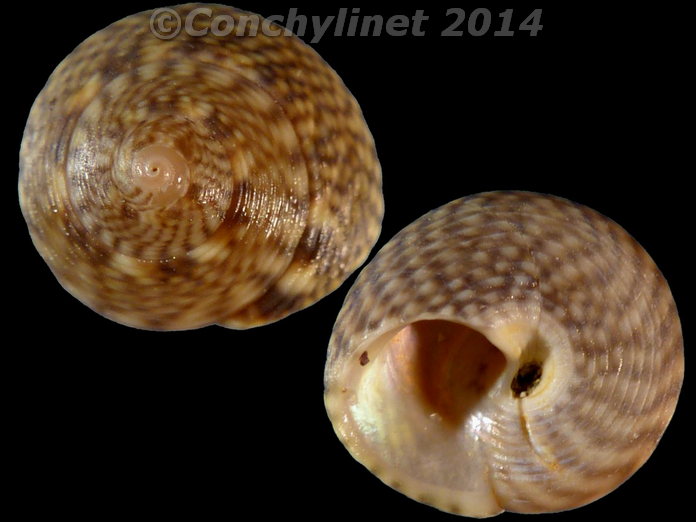 Gibbula cinerea