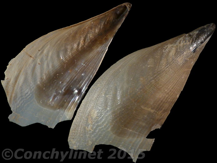 Atrina pectinata