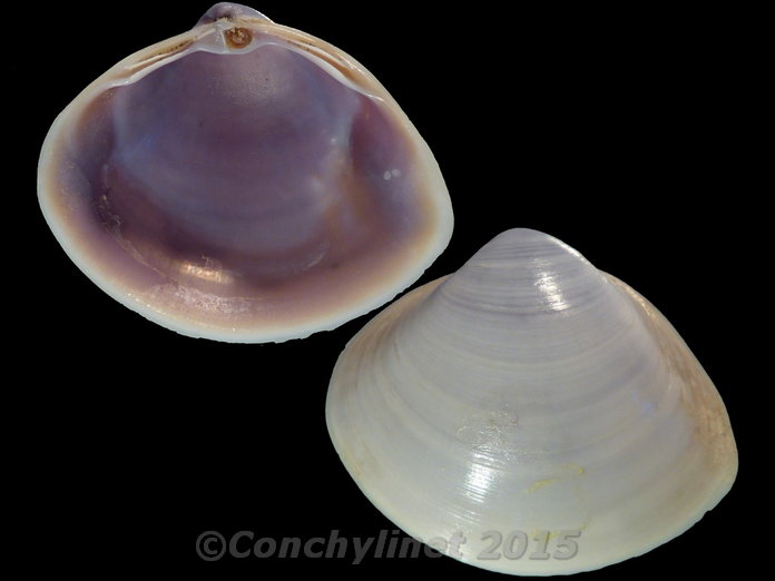 Mactra queenslandica