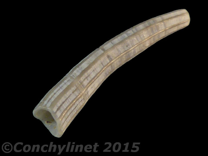 Dentalium novemcostatum