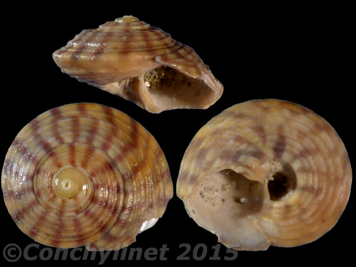 Gibbula umbilicalis