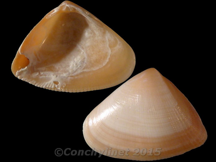 Donax electilis