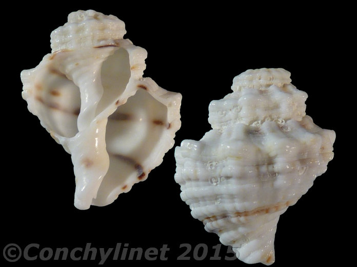 Unidentified species