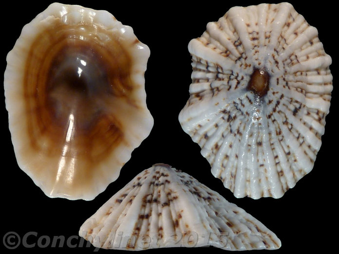 Siphonaria laciniosa