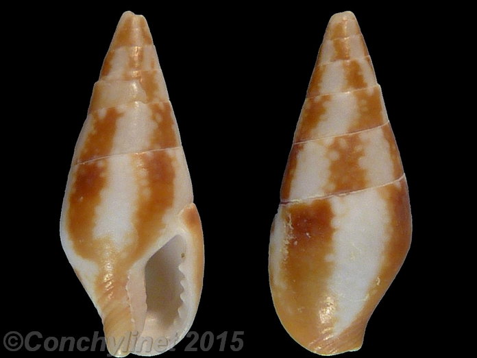 Mitrella lincolnensis