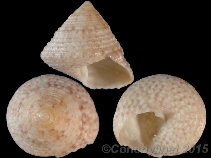 Calthalotia mundula
