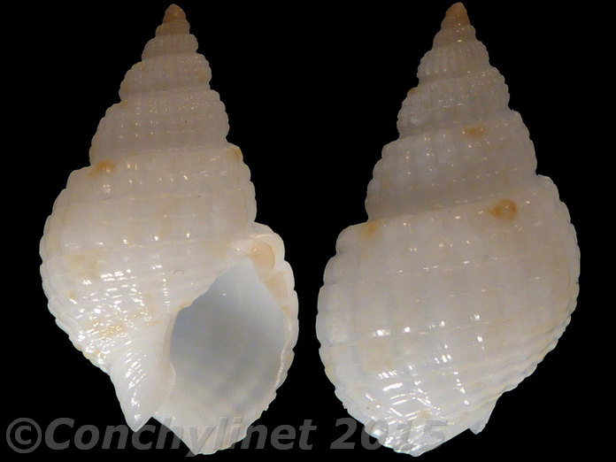 Nassarius splendidulus