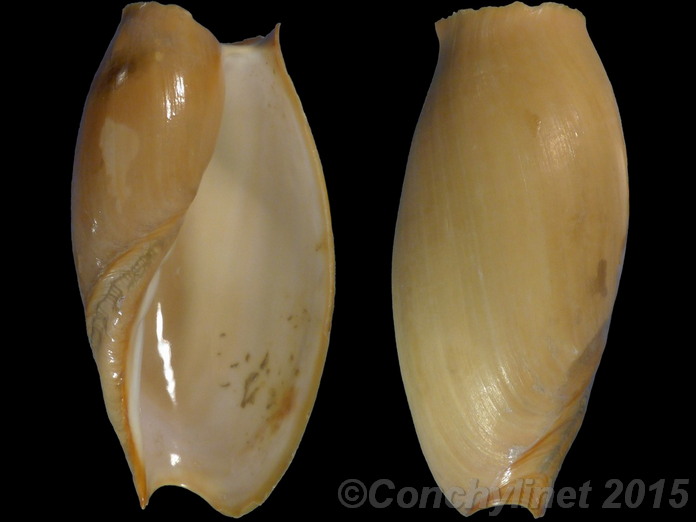 Cymbium glans