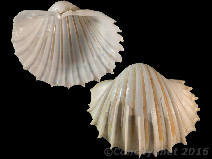 Cardium costatum