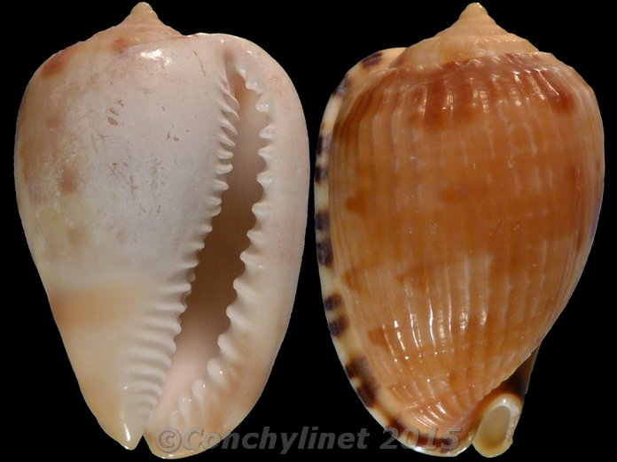 Cypraecassis testiculus senegalica