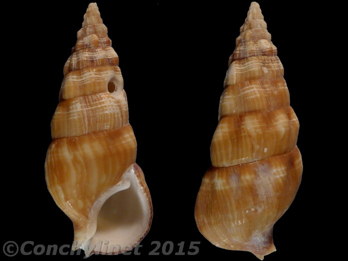 Cerithium guinaicum
