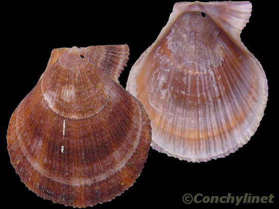 Chlamys islandica
