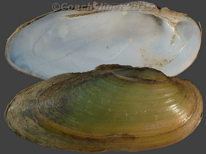 Unio pictorum - (Linnaeus, 1758) 11434