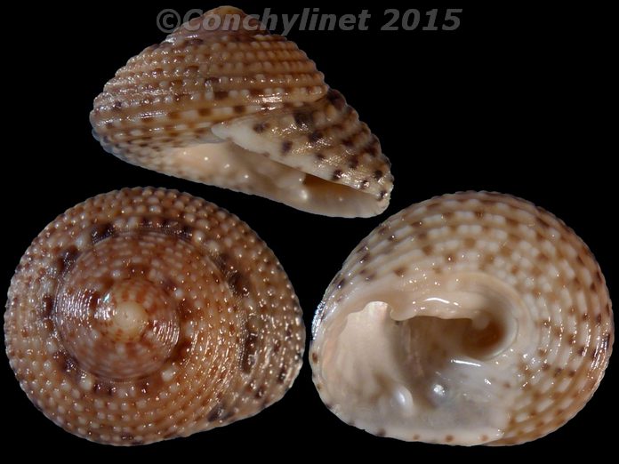 Clanculus flagellatus