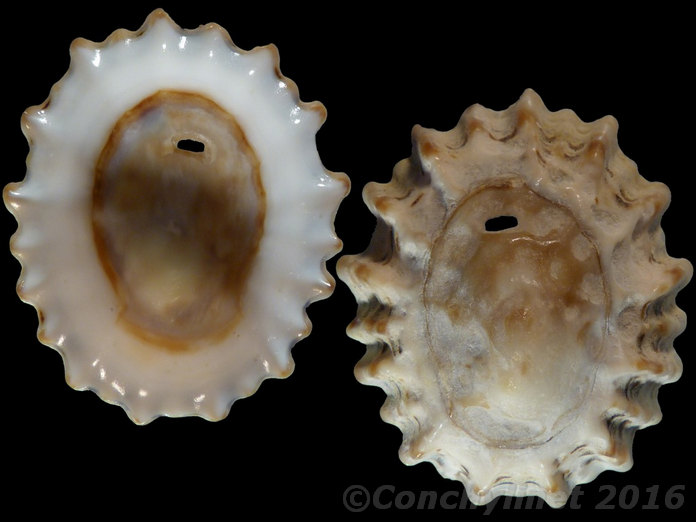Patelloida alticostata