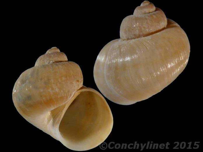Salinator fragilis