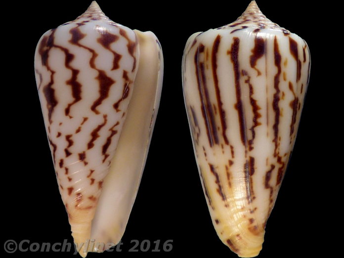 Conus janus