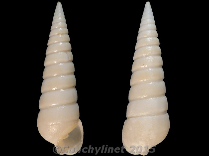 Pyramidella teres