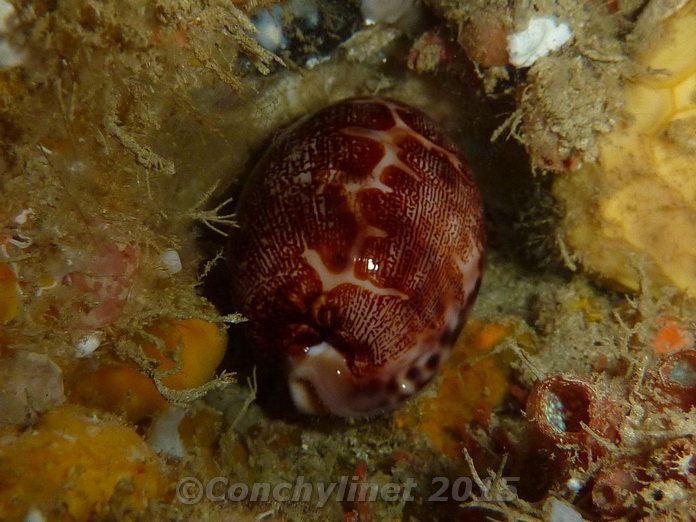 Cypraea mappa