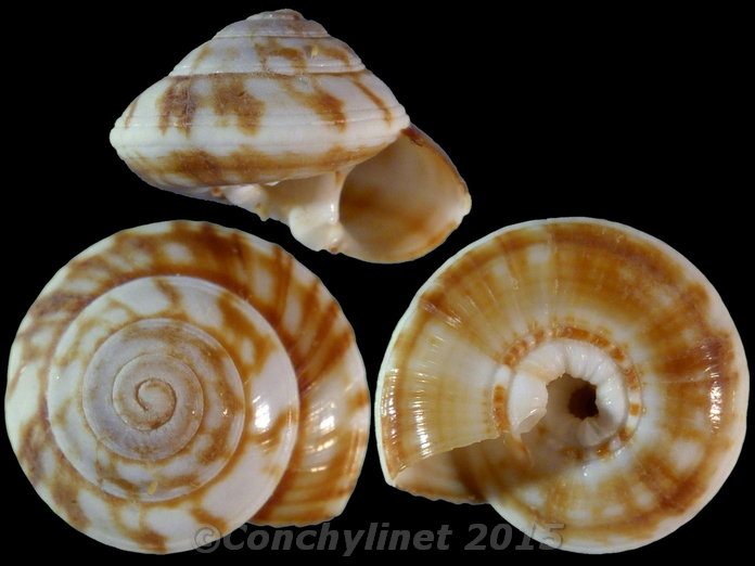 Psilaxis radiatus
