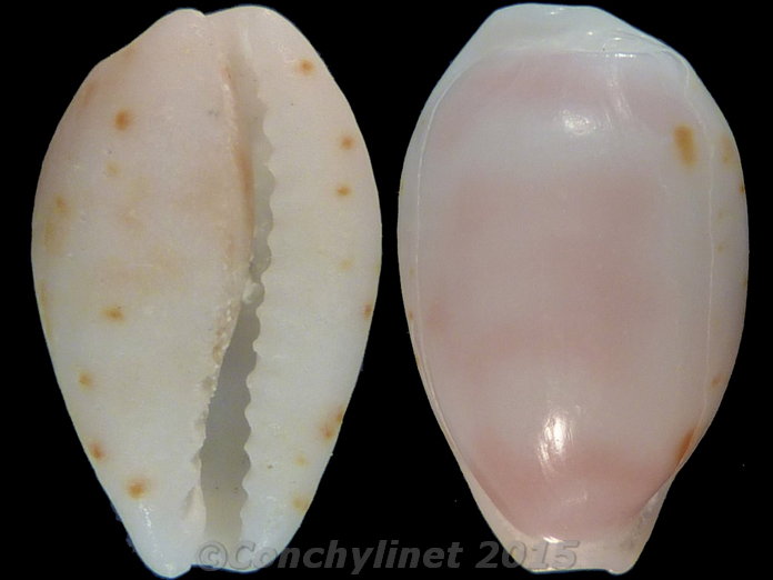 Cypraea owenii